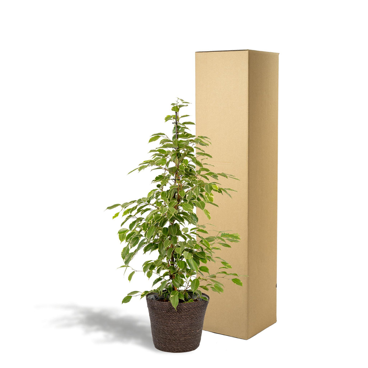 Ficus benjamina Goldenking - Ø21cm - ↕95cm + Mand Igmar