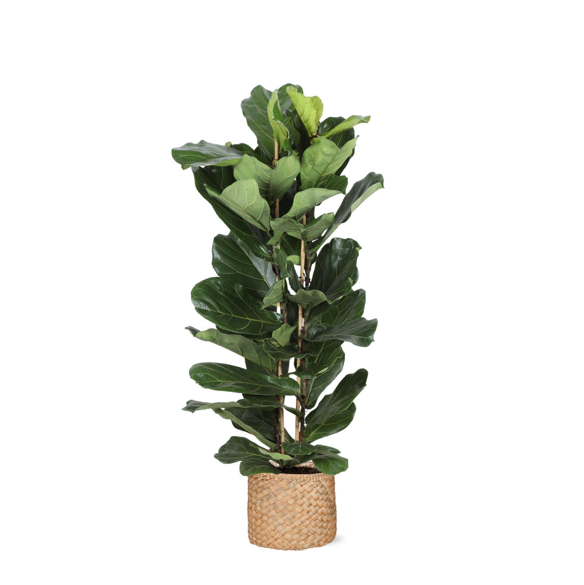 Ficus Lyrata Ø27cm ↕140cm in Albury NATURAL mand