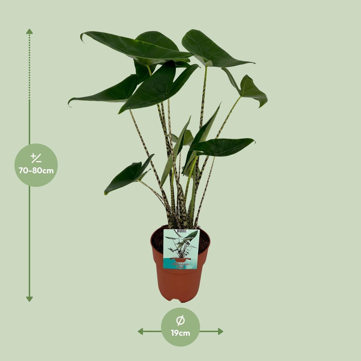 Alocasia Zebrina Ø19cm - ↕75cm