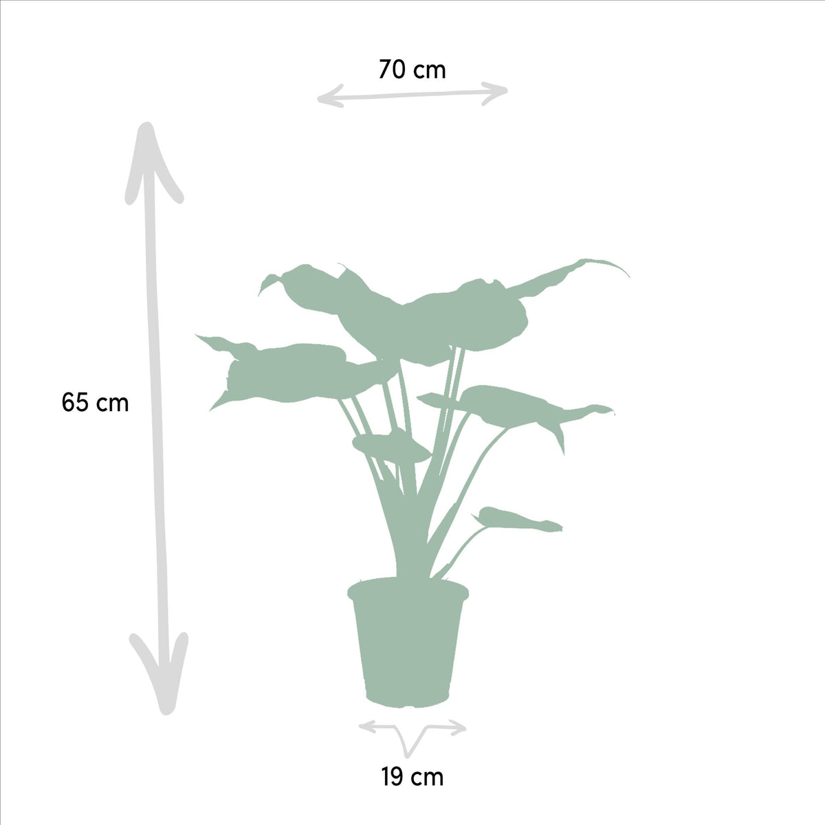 Alocasia Zebrina - Ø19cm - ↕75cm + Alocasia Cucullata - Ø19cm - ↕60cm + Alocasia Lauterbachiana - Ø19cm - ↕75cm