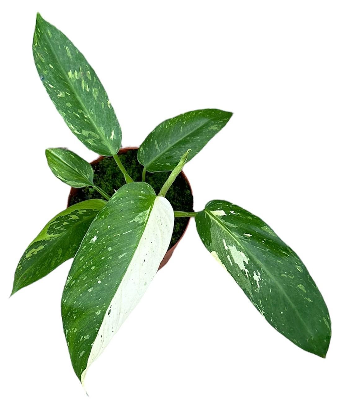 Philodendron Jose Buono - Ø14cm - ↕30cm