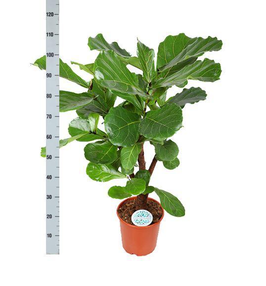 Ficus Lyrata (vertakt) Ø24cm ↕110cm in Albury BLACK print mand