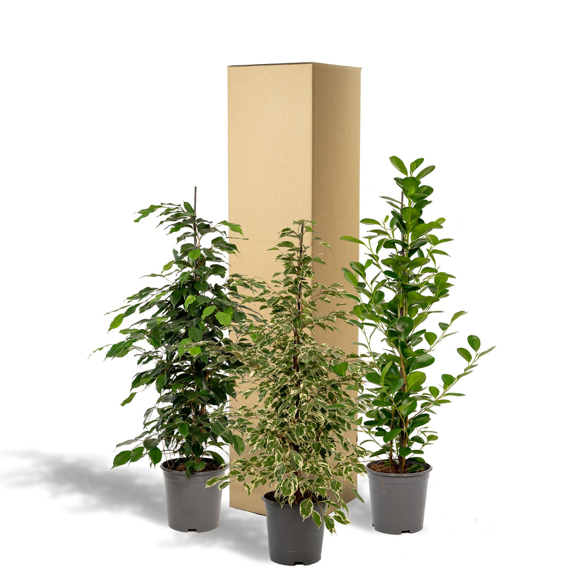 Ficus Benjamina Danielle - Ø21cm - ↕95cm + Ficus Benjamina Twilight - Ø21cm - ↕95cm + Ficus Microcarpa Moclame - Ø21cm - ↕95cm