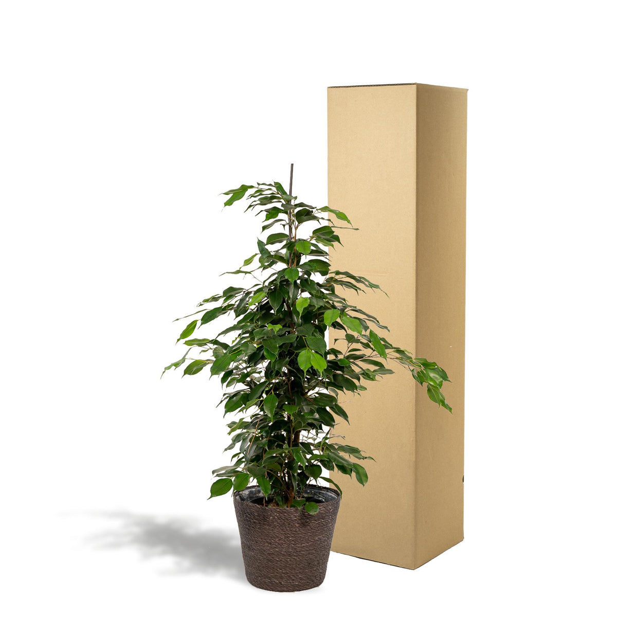 Ficus benjamina Danielle - Ø21cm - ↕95cm + Mand Igmar