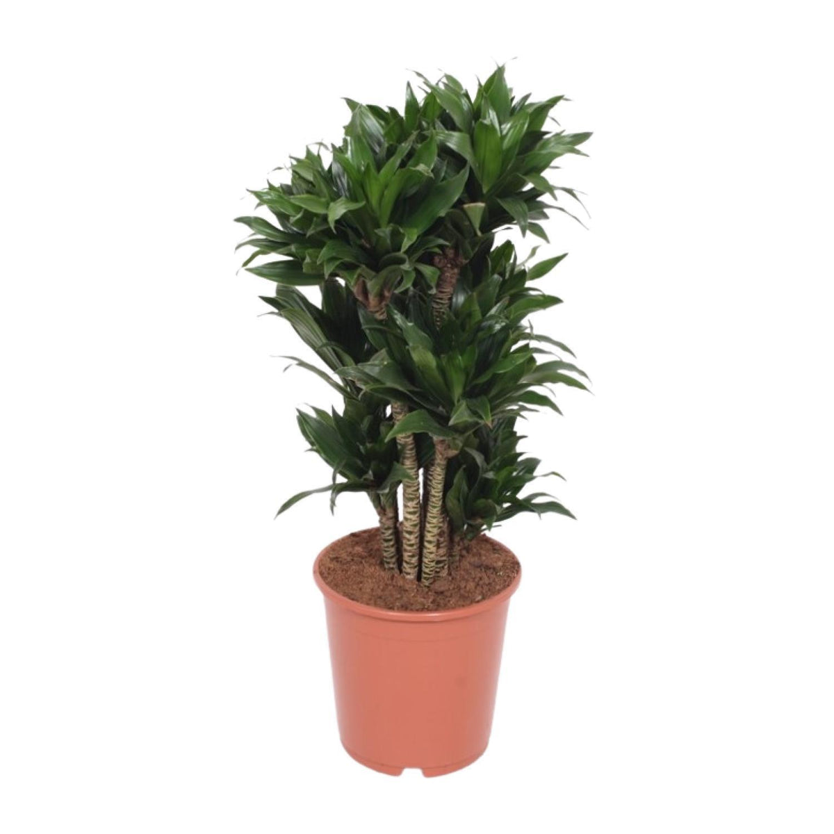 Dracaena Compacta - Ø24cm - ↕80cm