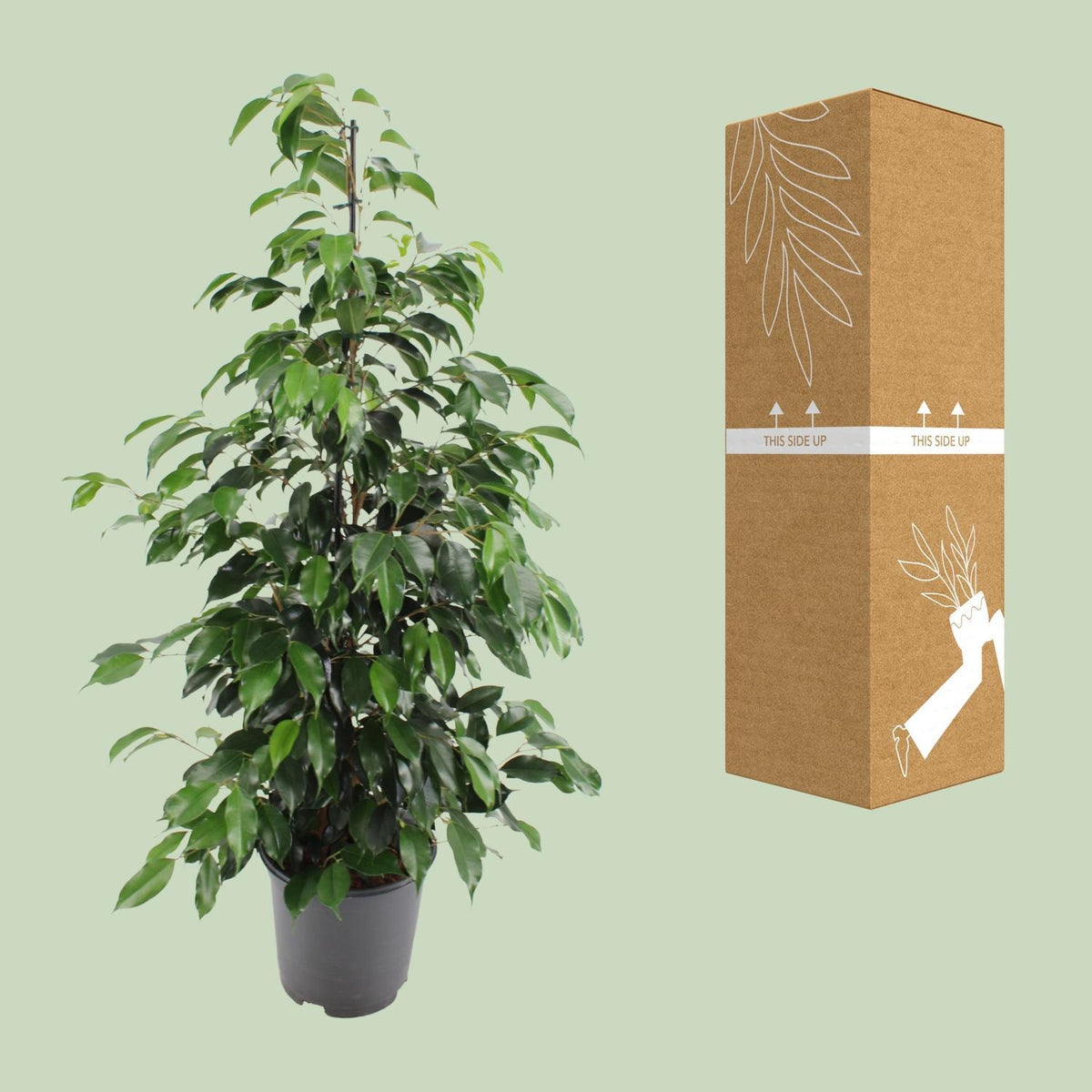 Ficus benjamina Danielle - Ø21cm - ↕95cm