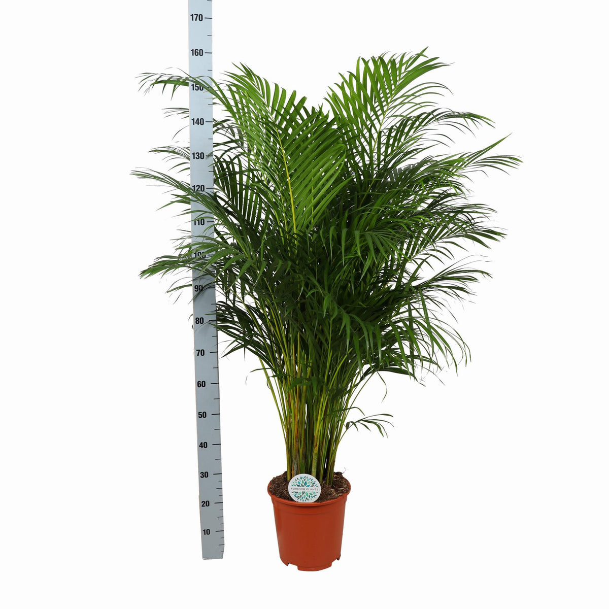 Dypsis Lutescens (Areca Palm) Ø27cm ↕160cm in Boule WIT pot