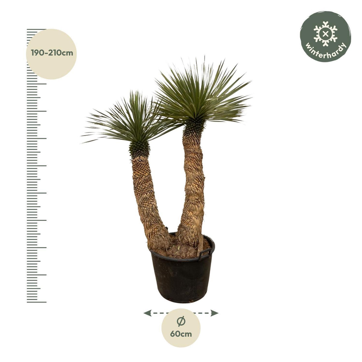 Yucca Rostrata Hidra - 200 cm - ø60