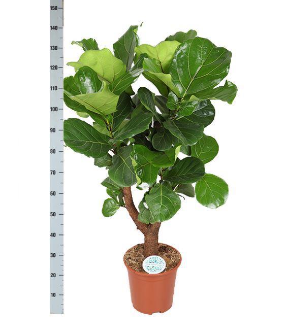 Ficus Lyrata (vertakt) Ø27cm ↕130cm in Albury BLACK print mand