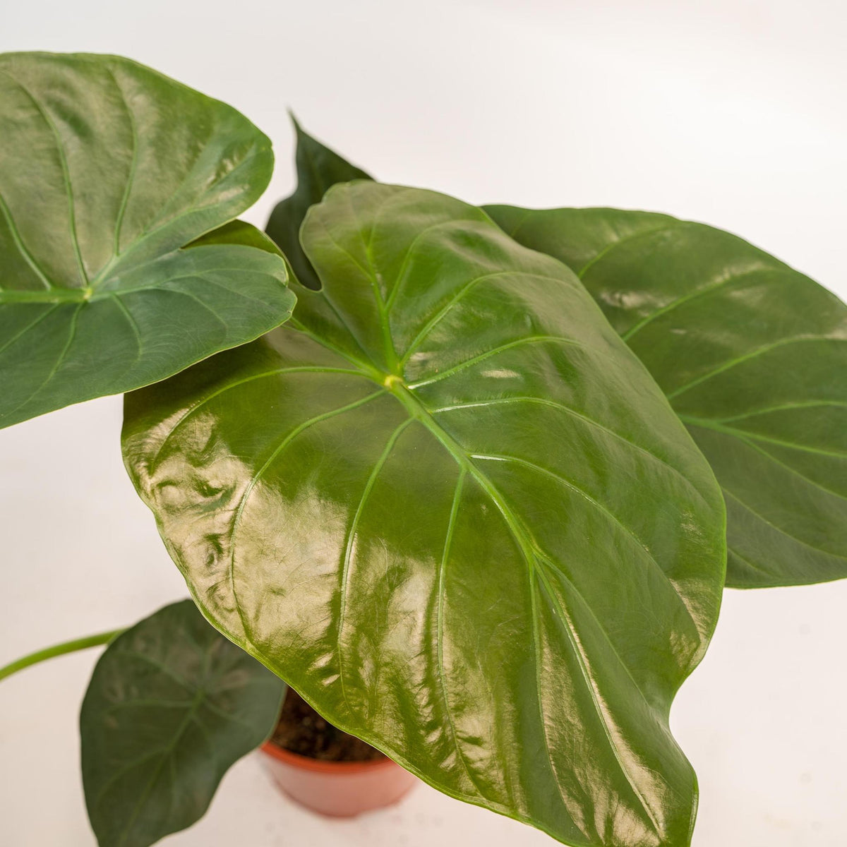 Alocasia Wentii - Ø19cm - ↕65cm + Mand Igmar