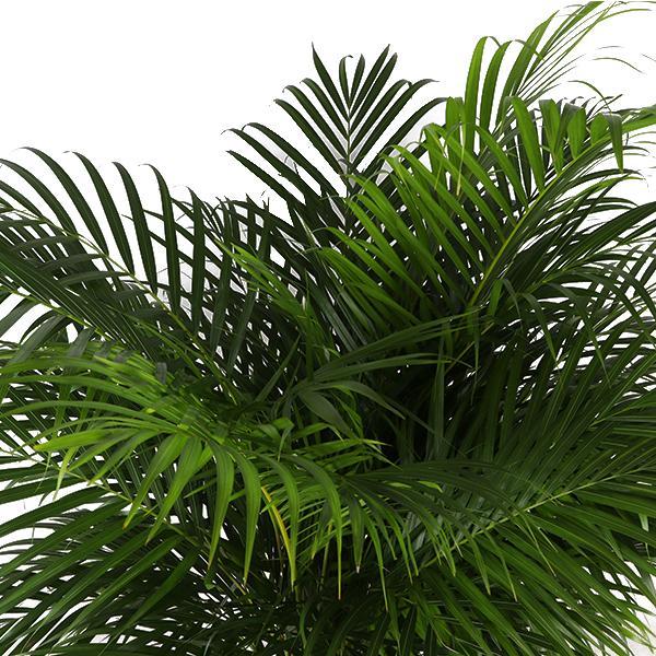 Dypsis Lutescens (Areca Palm) Ø27cm ↕160cm in Boule OLIJF pot