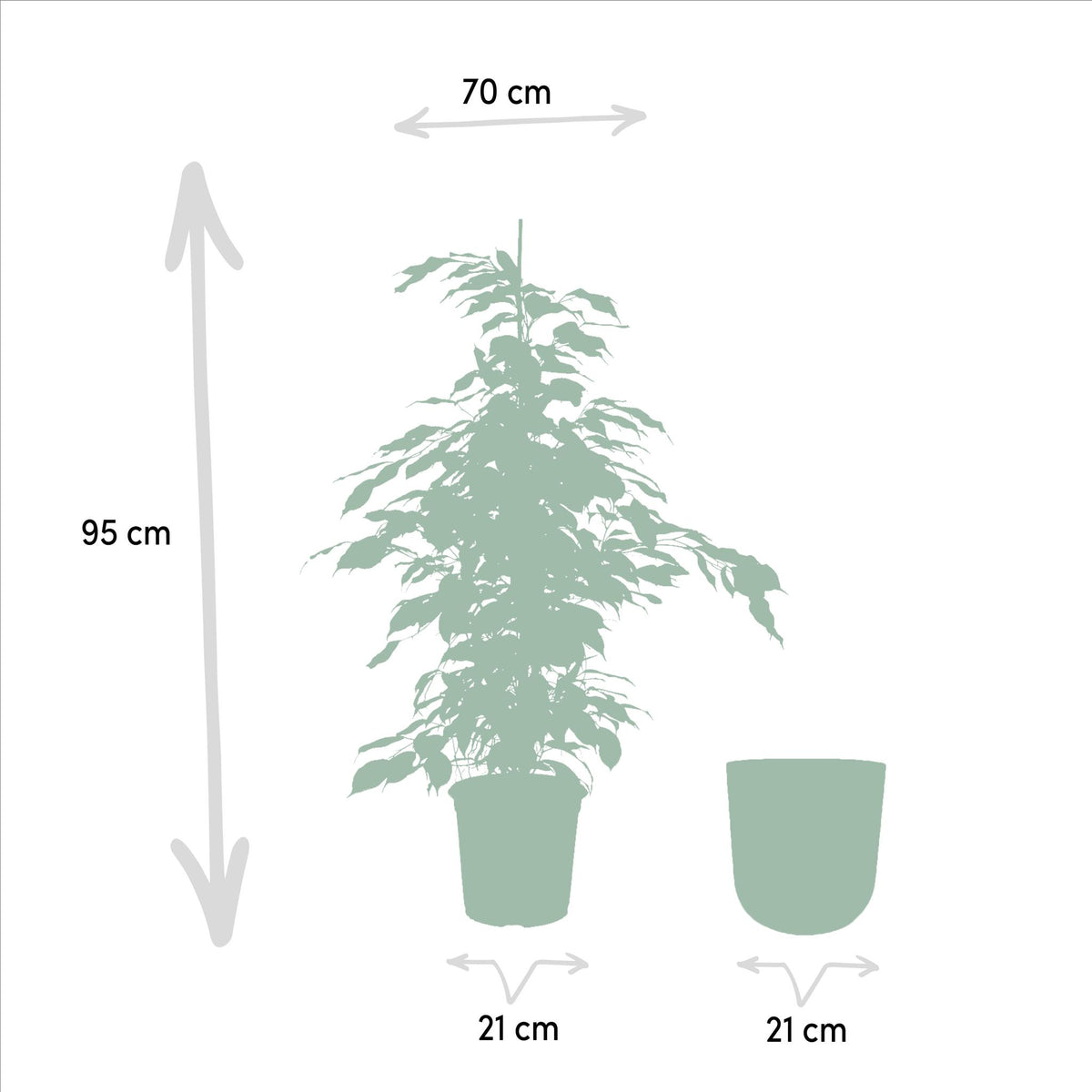 Ficus benjamina Danielle - Ø21cm - ↕95cm + Pot Mayk Gold