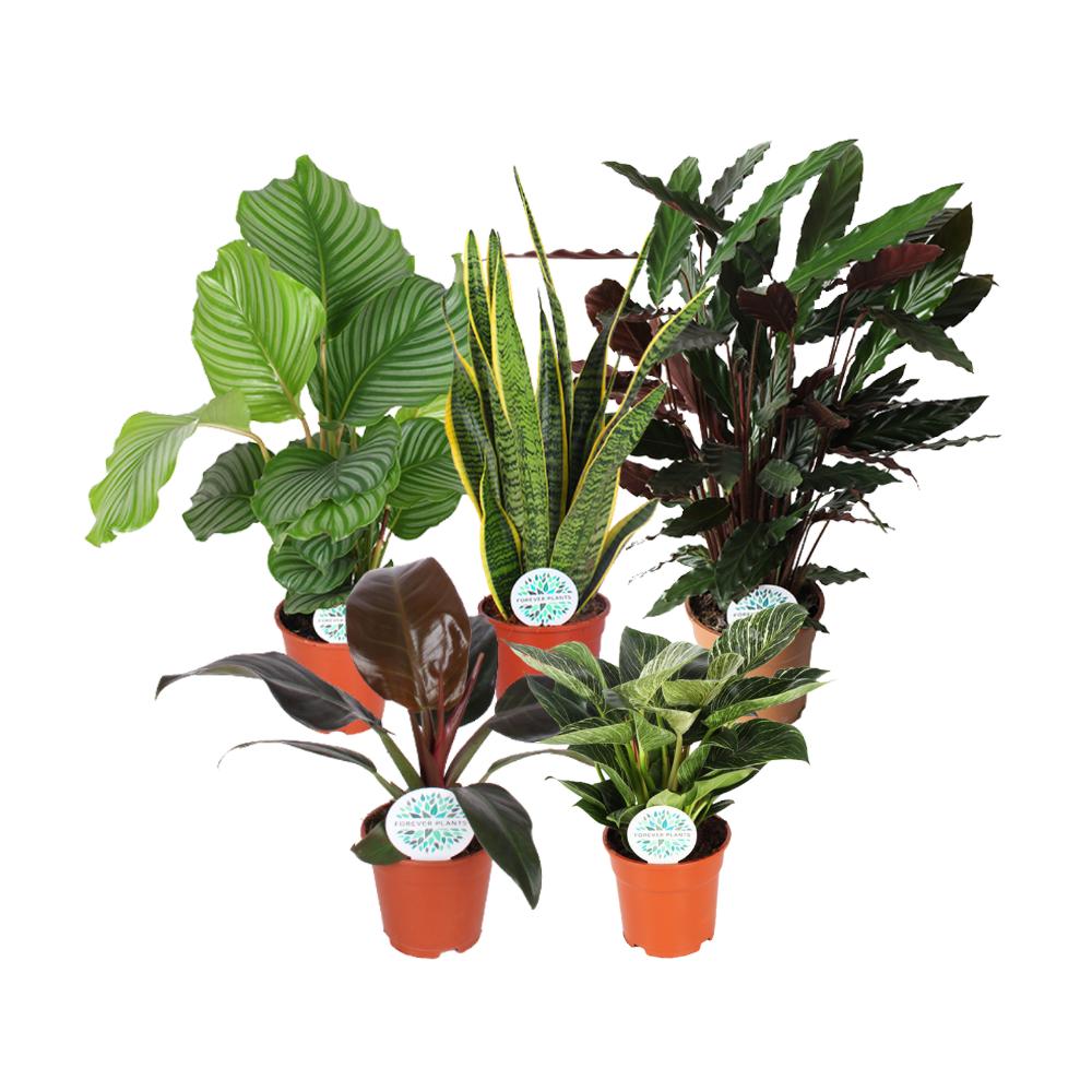 Kamerplanten Groen Mix Mountain - 5 stuks - Ø17cm - ↕30-60cm