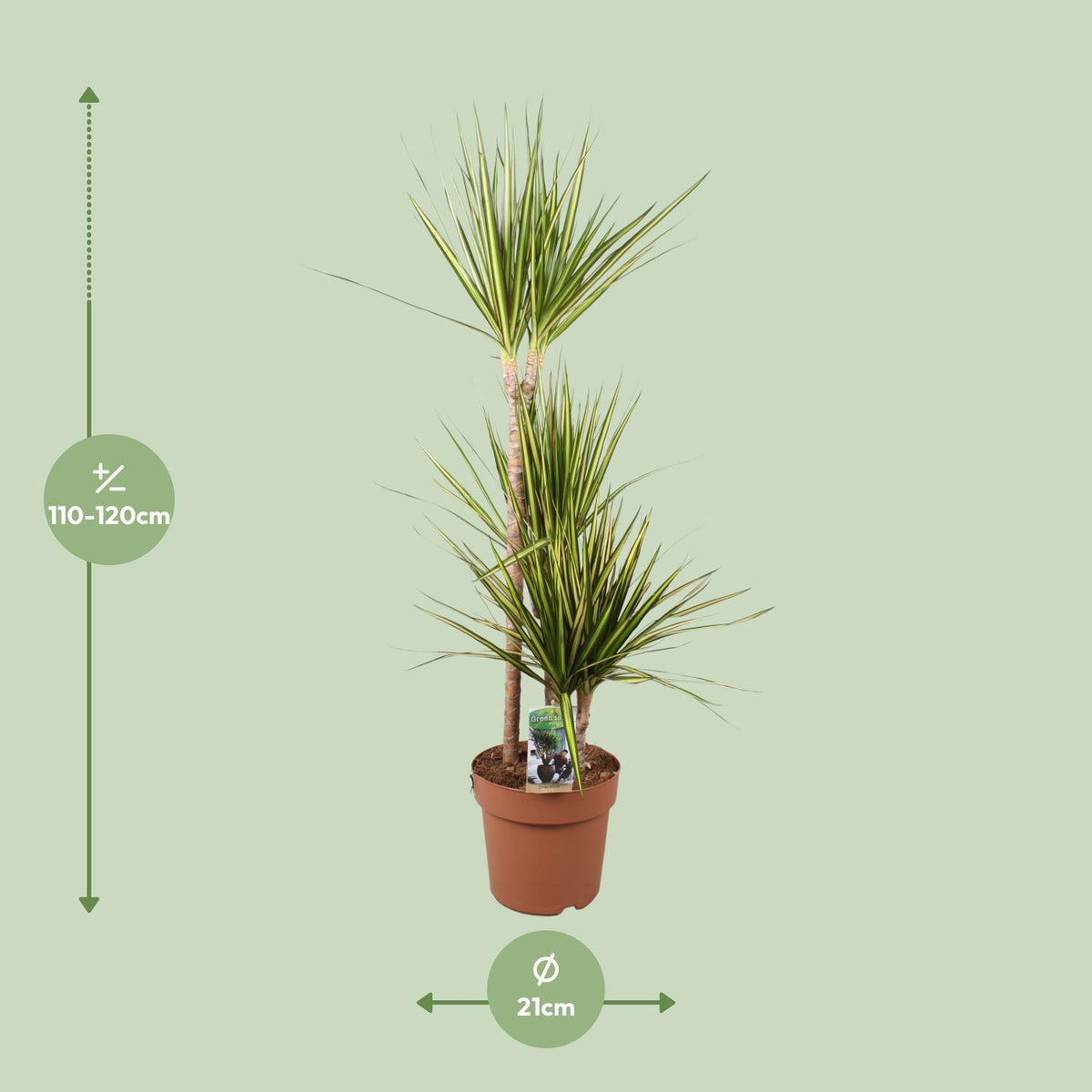 Dracaena Marginata Sunray - Ø21cm - ↕120cm