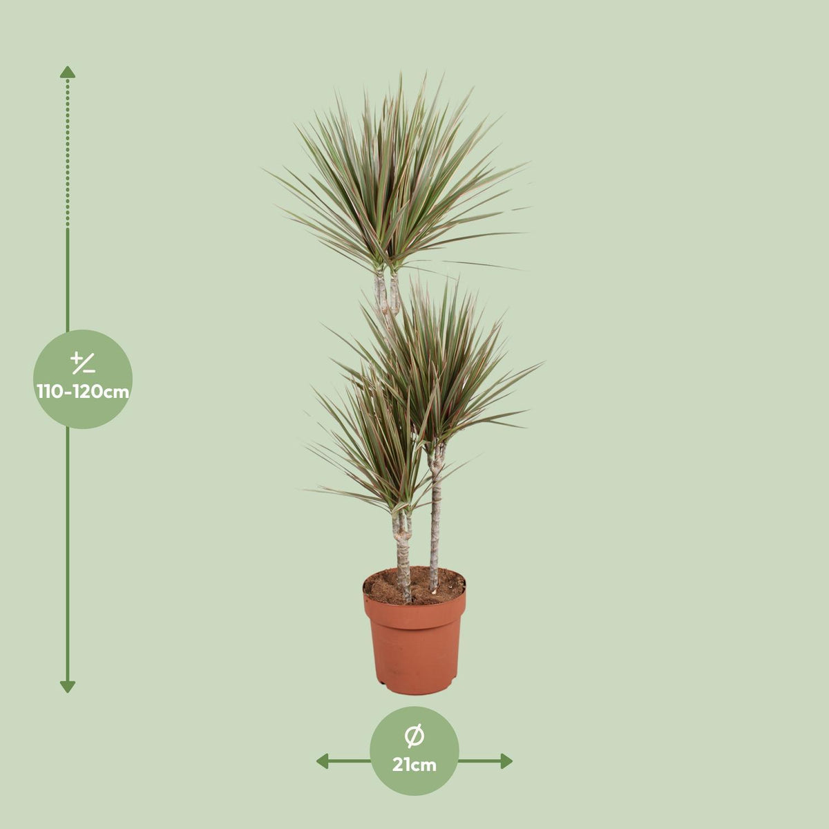 Dracaena Bicolor - Ø21cm - ↕120cm