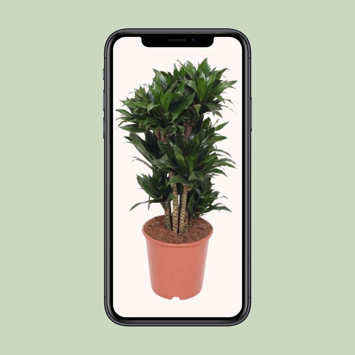 Dracaena Compacta - Ø24cm - ↕80cm