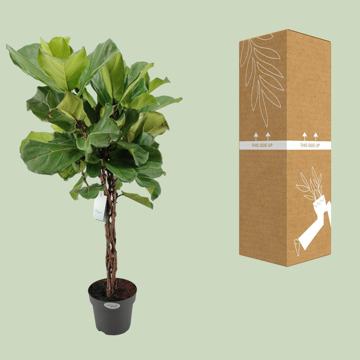 Ficus Lyrata - Ø24cm - ↕100cm