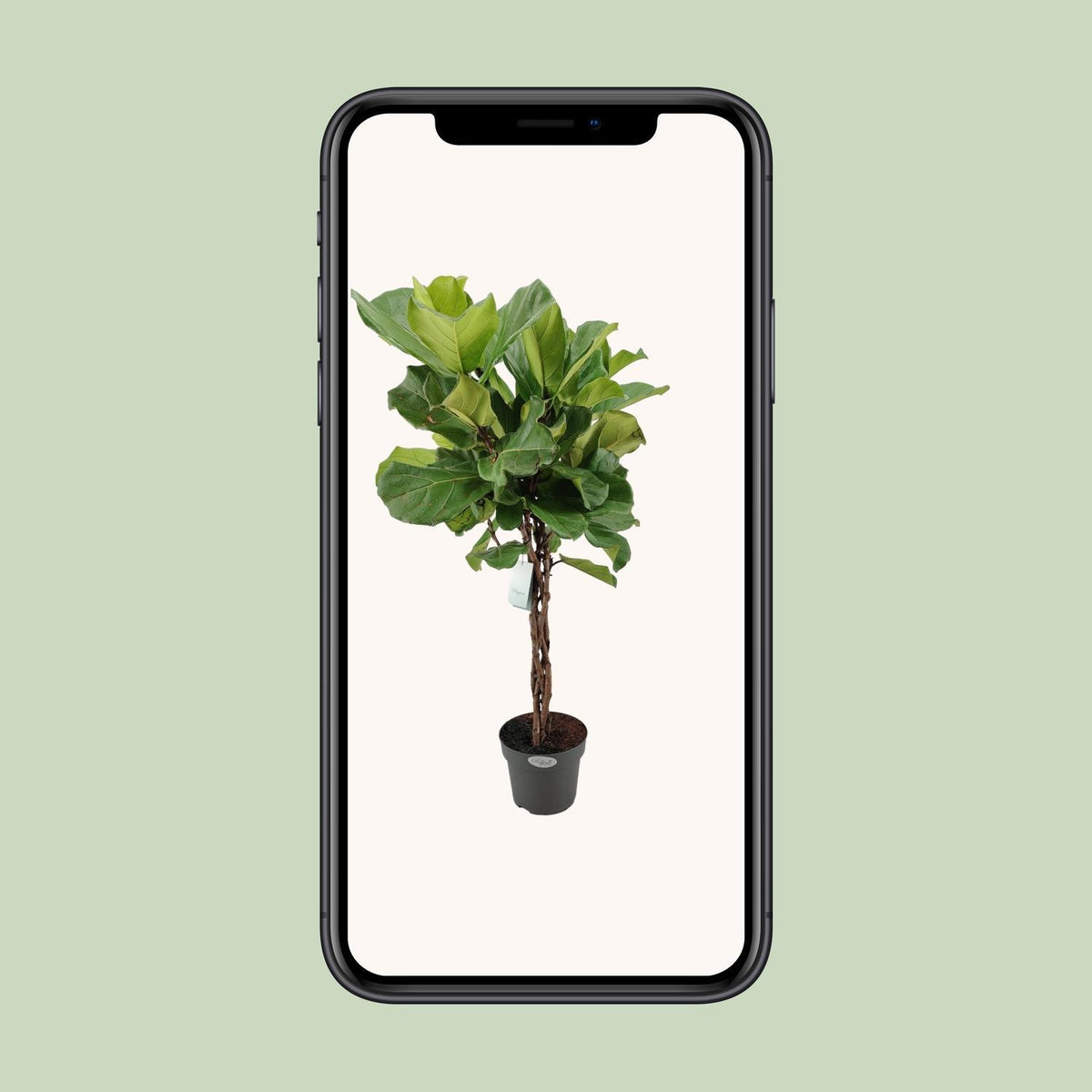 Ficus Lyrata - Ø24cm - ↕100cm