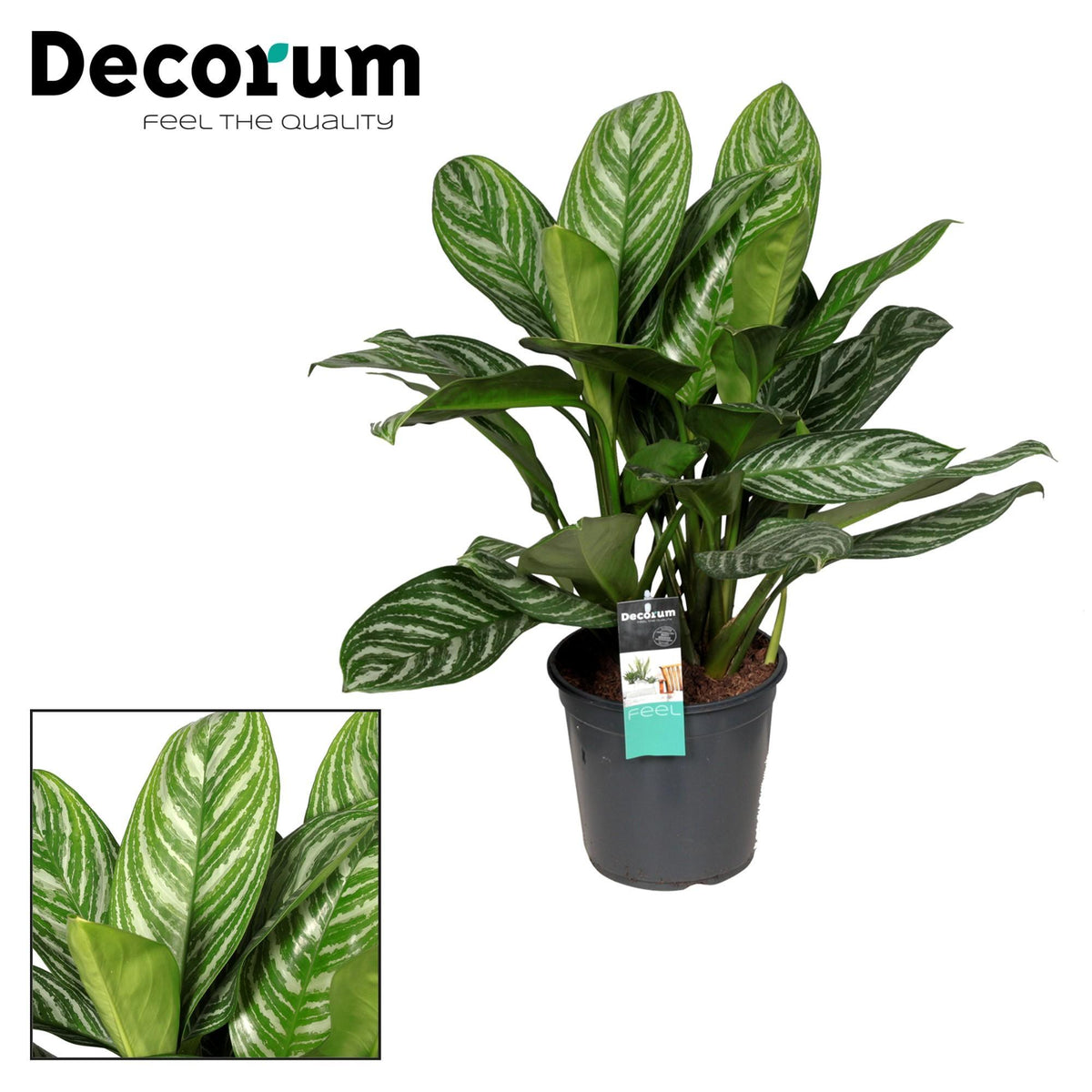 Aglaonema Stripes - Ø21cm - ↕80cm