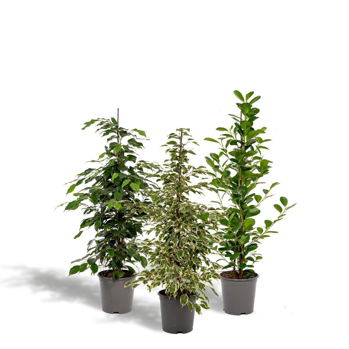 Ficus Benjamina Danielle - Ø21cm - ↕95cm + Ficus Benjamina Twilight - Ø21cm - ↕95cm + Ficus Microcarpa Moclame - Ø21cm - ↕95cm