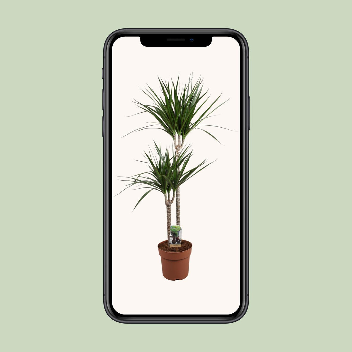 Dracaena Marginata - Ø19 ↕110