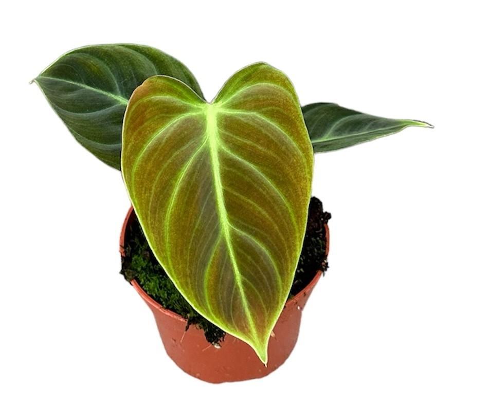 Philodendron El Choco Red - Ø10,5cm - ↕15cm