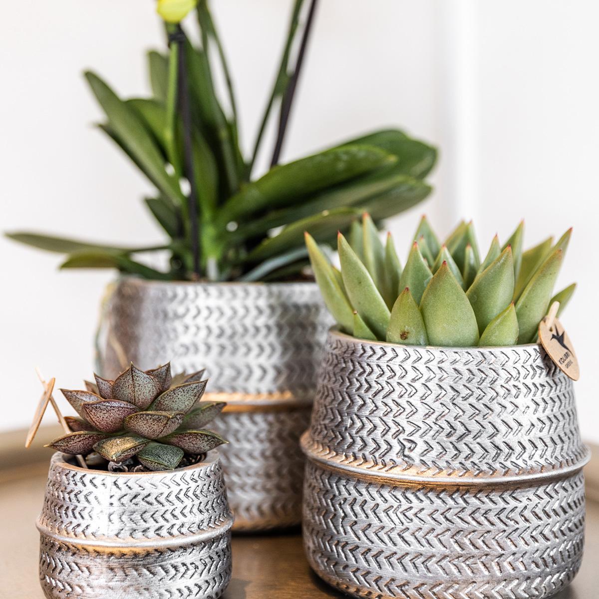 Kolibri Company - Planten set Groove zilver | Set met witte Phalaenopsis orchidee Amabilis Ø9cm en groene plant Succulent Aloe Brevifolia Ø6cm| incl. zilver keramieken sierpotten