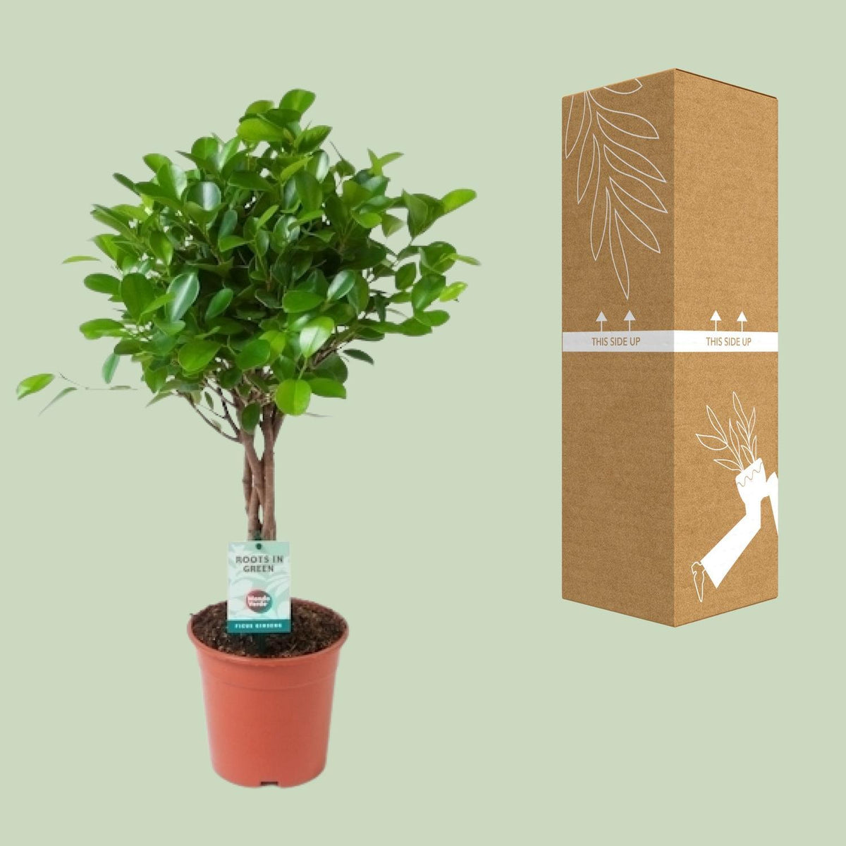 Ficus Microcarpa Moclame - Ø17cm - ↕70cm