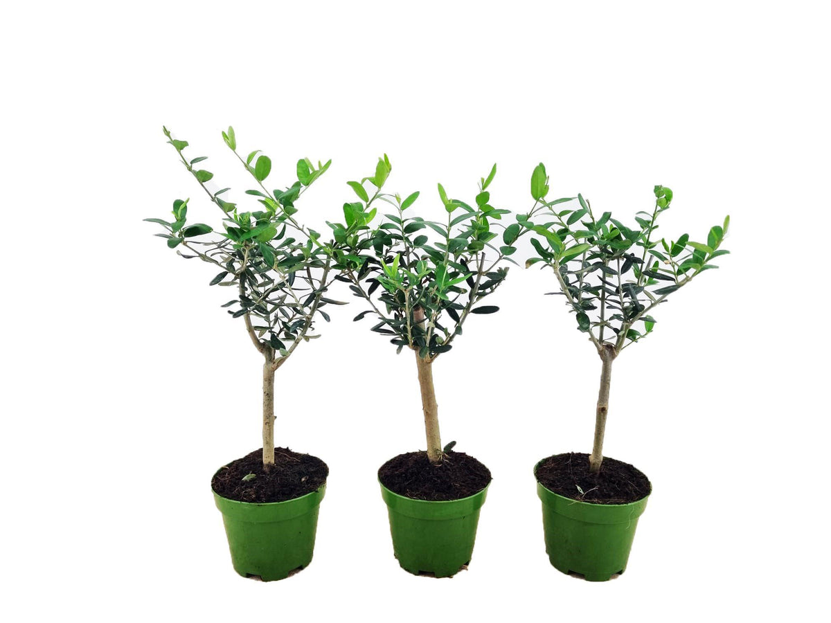 Olea Europaea (Olijf) op Stam - 3 stuks - Ø12cm - ↕40cm