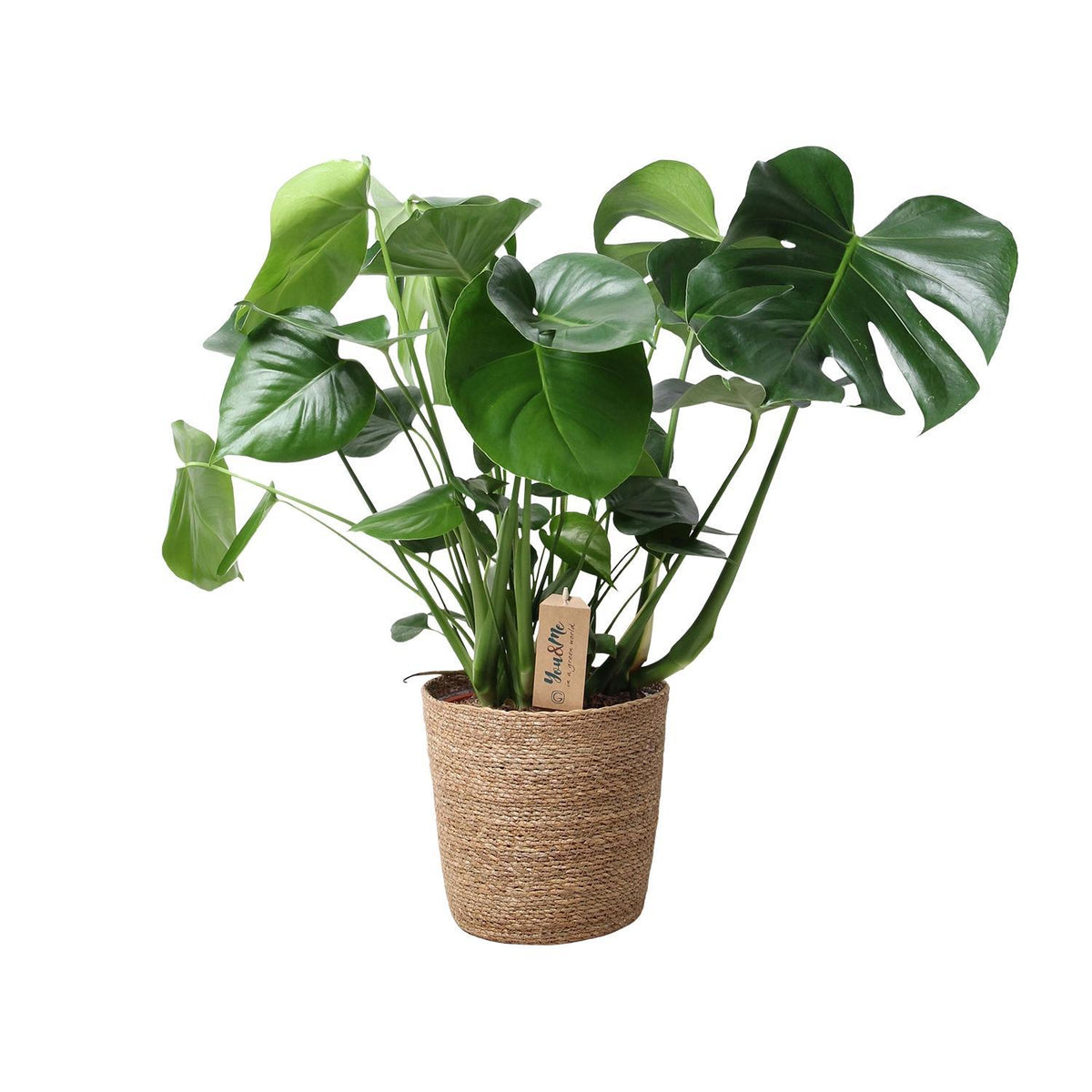 Monstera In Natural Basket - Ø21cm - ↕60cm