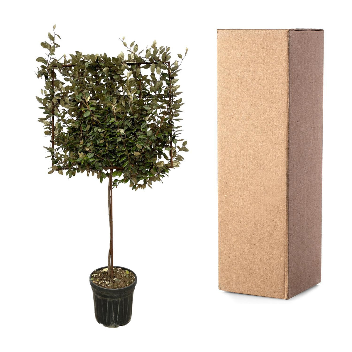 Eleagnus Ebbingei boom op rek - 225 cm - Ø40cm