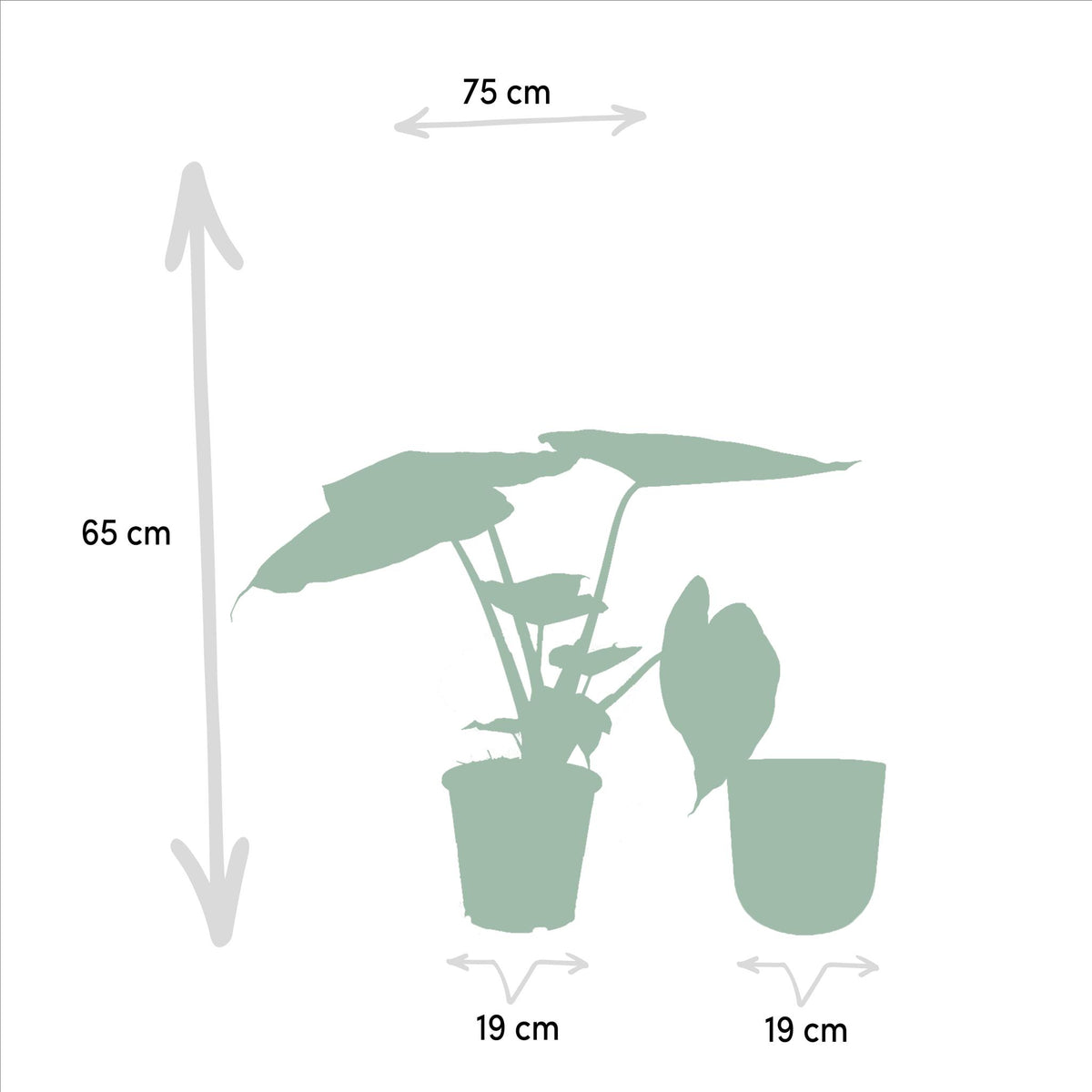 Alocasia Wentii - Ø19cm - ↕65cm + Pot Mayk Gold