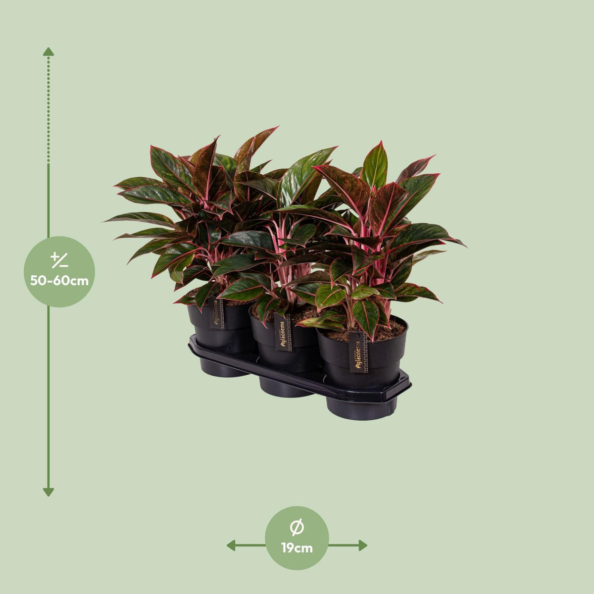 Aglaonema Crete - Ø19cm - ↕55cm