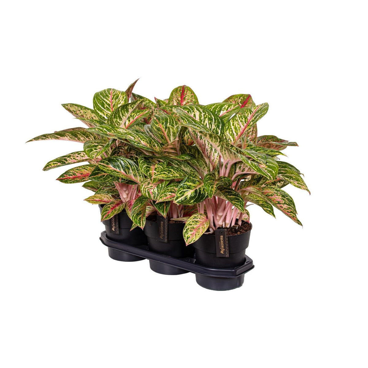 Aglaonema Coco Melon - Ø19cm - ↕60cm