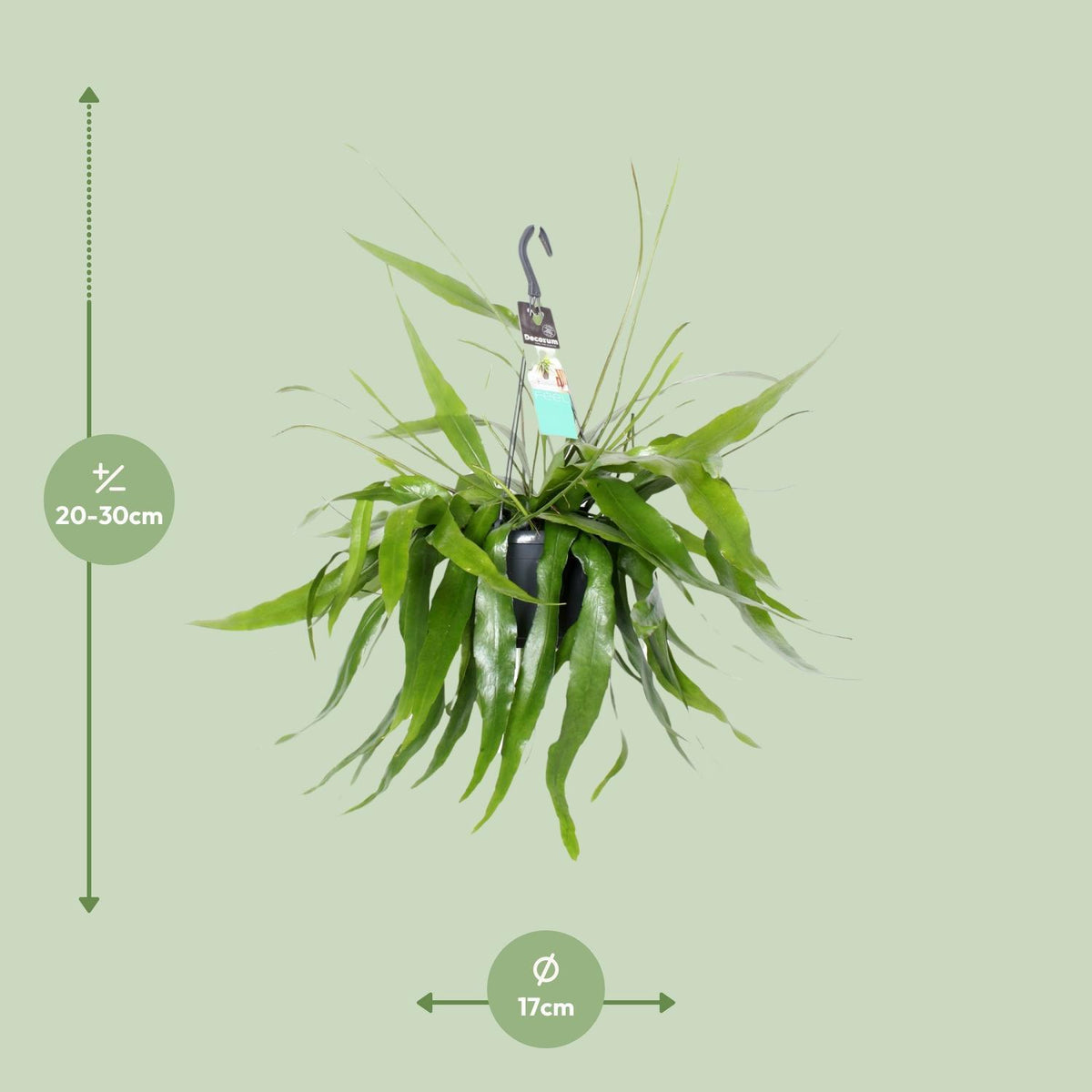 Epiphyllum Pumilum - Ø17cm - ↕30cm