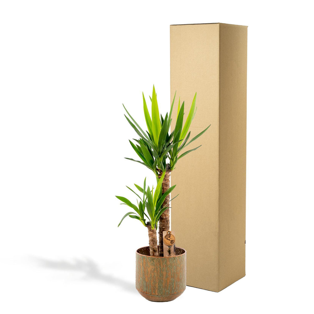 Yucca met pot - ↨100cm - Ø21cm