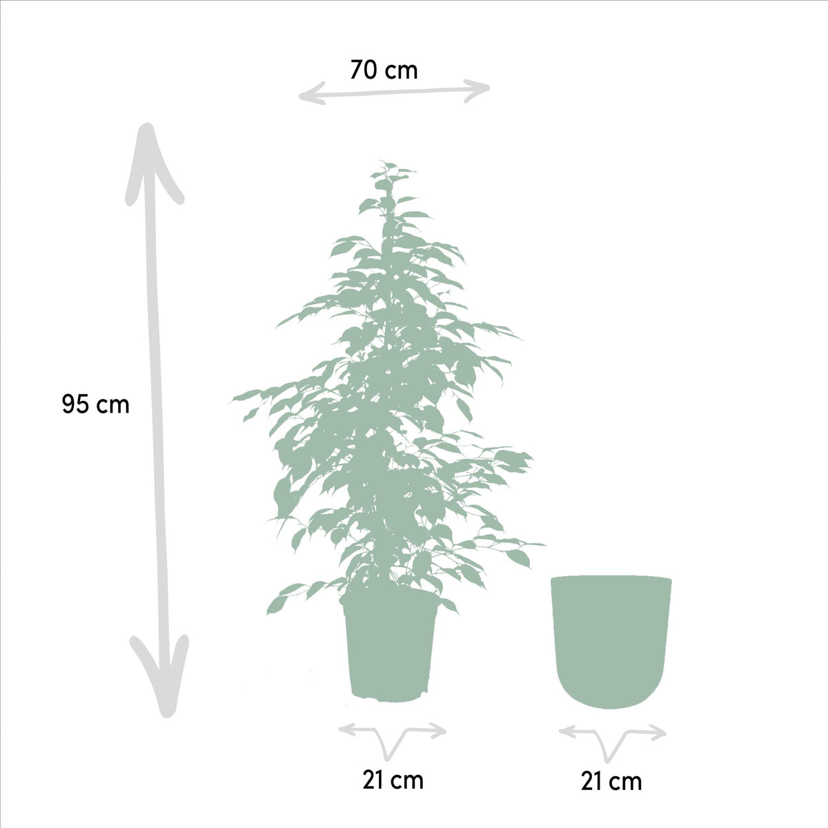 Ficus benjamina Goldenking - Ø21cm - ↕95cm + Pot Mayk Gold