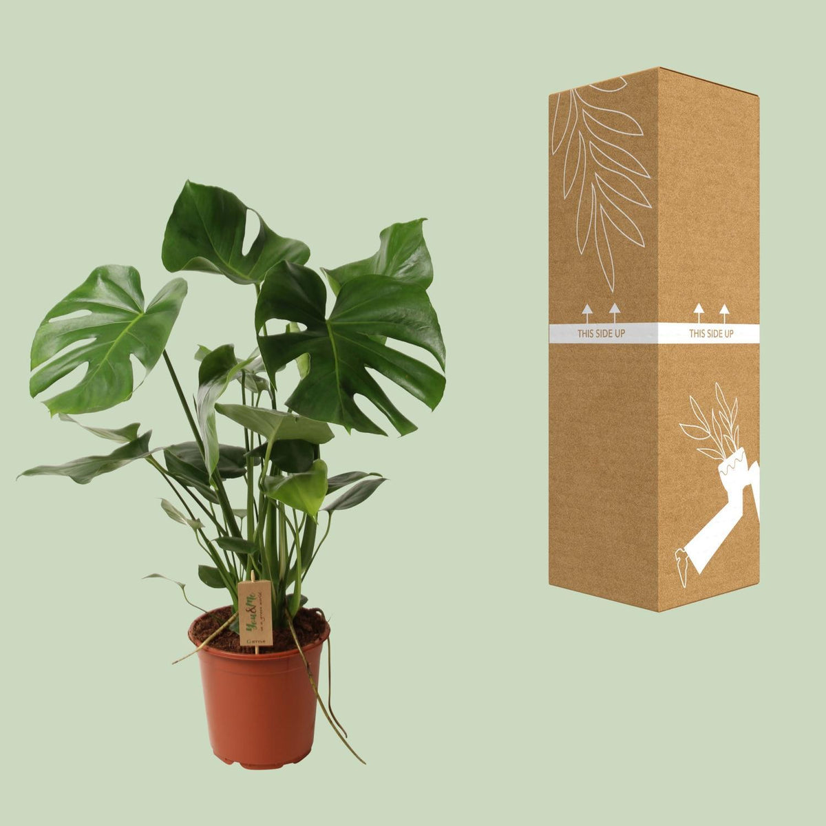 Monstera Deliciosa P21 - Ø21cm - ↕60cm