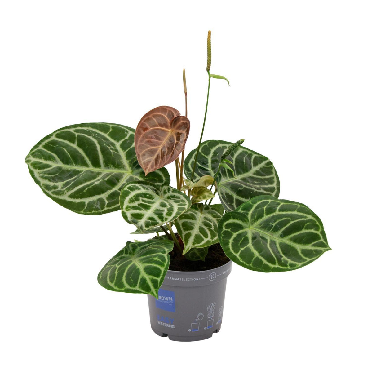 Anthurium Crystal Hybride Compact - Ø17 ↕40