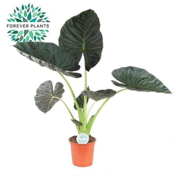 Alocasia Regal Shield - Ø24cm - ↕105cm