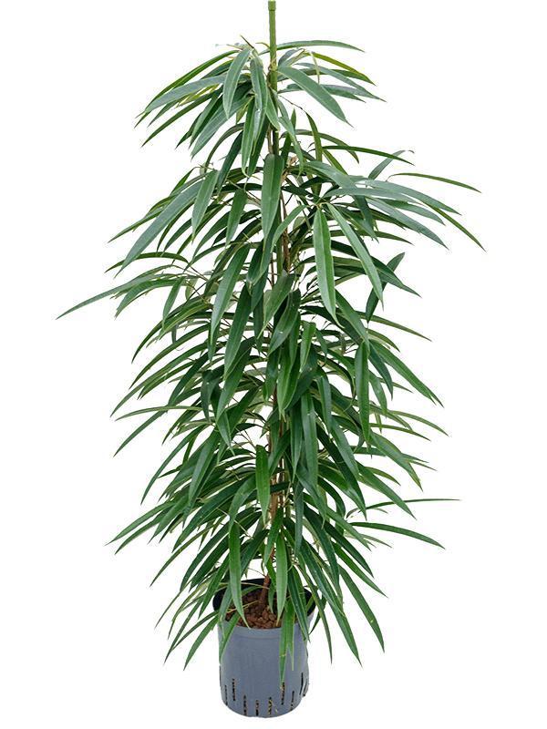 Ficus Binnendijkii 'Alii' (HYDRO) - Ø18cm - ↕110cm