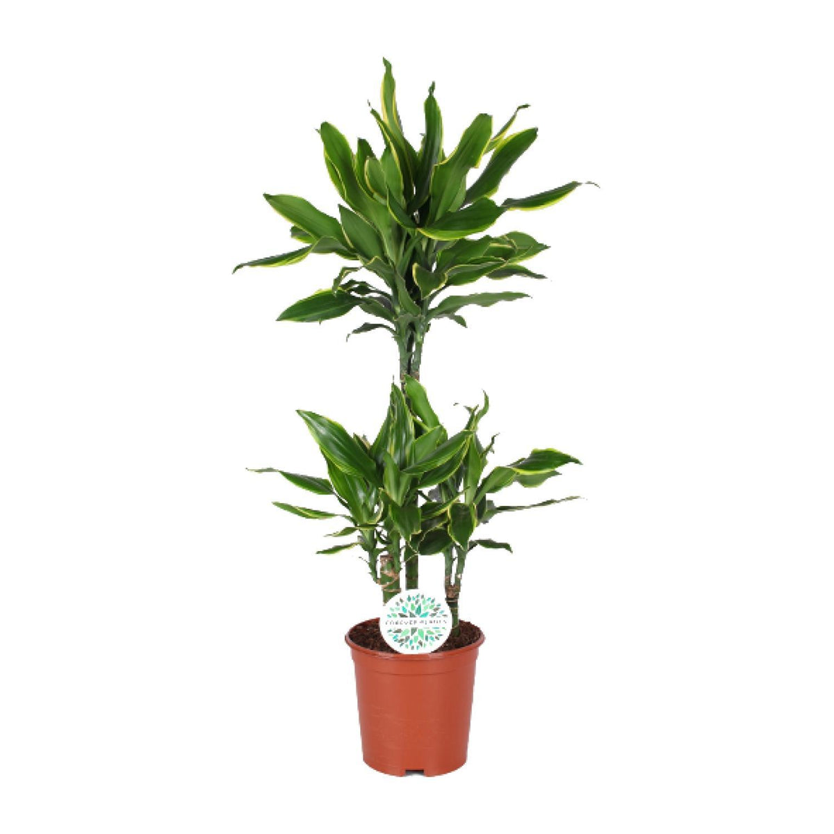 Dracaena Golden Coast - Ø24cm - ↕125cm