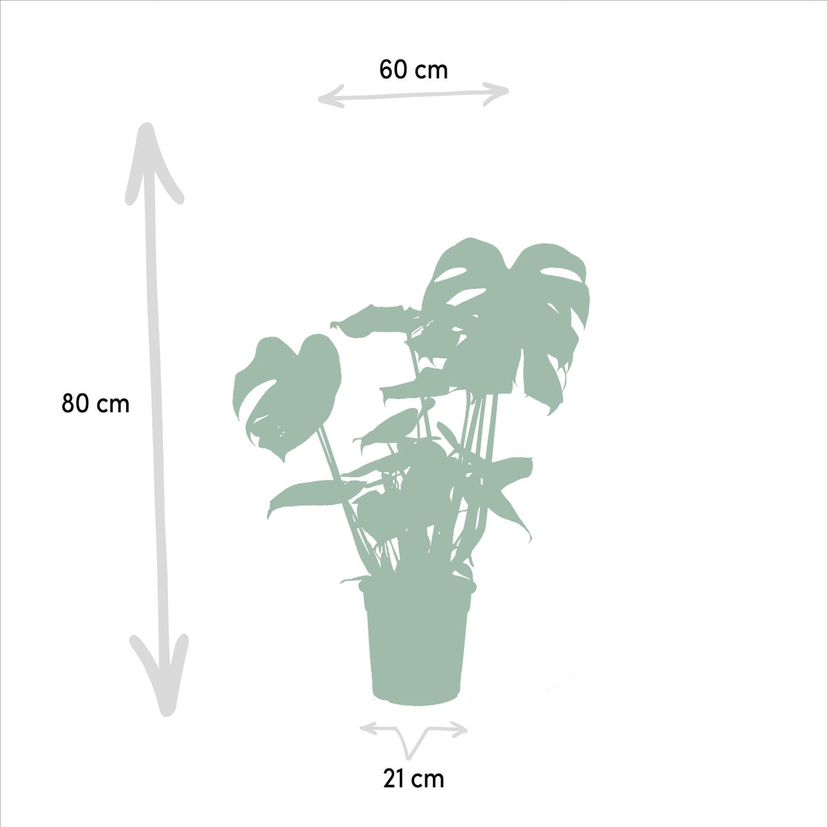 Monstera Deliciosa - Ø21cm - ↕75cm + Musa Dwarf Cavendish - Ø21cm - ↕85cm + Strelitzia Nicolai - Ø19cm - ↕85cm