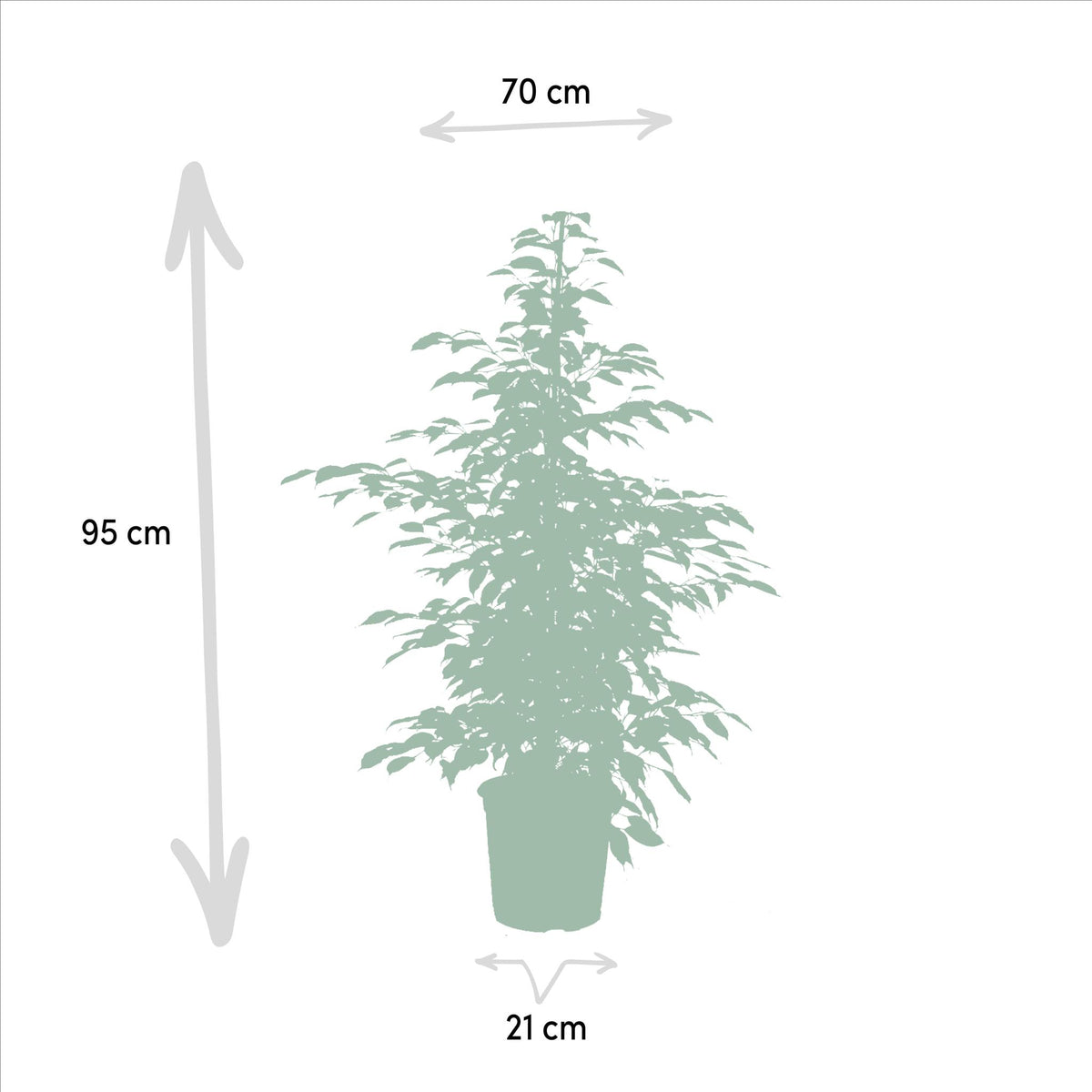 Ficus Benjamina Danielle - Ø21cm - ↕95cm + Ficus Benjamina Twilight - Ø21cm - ↕95cm + Ficus Microcarpa Moclame - Ø21cm - ↕95cm