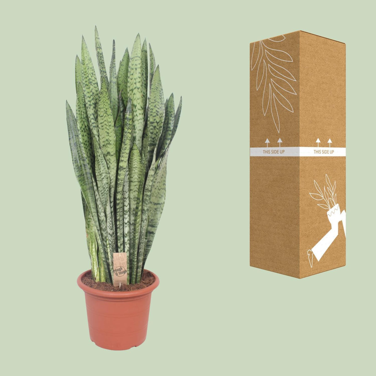 Sansevieria Zeylanica - Ø30cm - ↕110cm