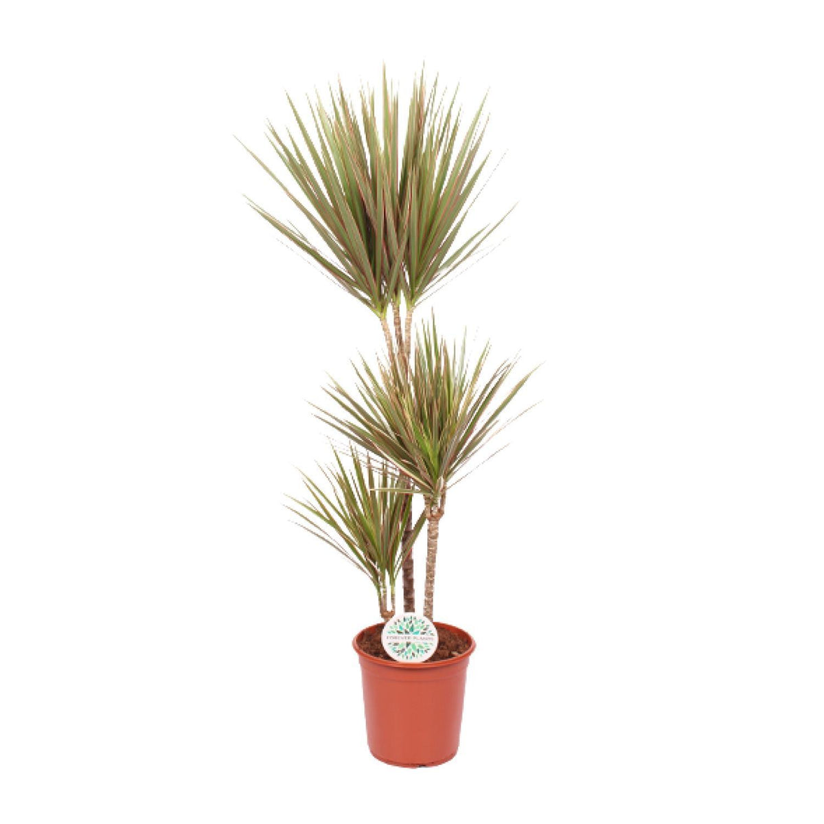 Dracaena Bicolor - Ø24cm - ↕115cm