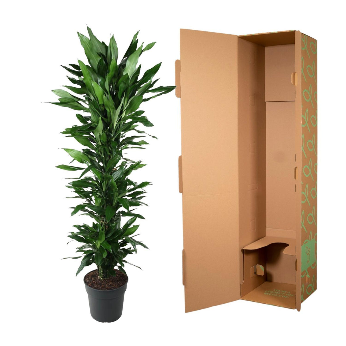 Dracaena Janet Lind vertakt - 170 cm - ø34