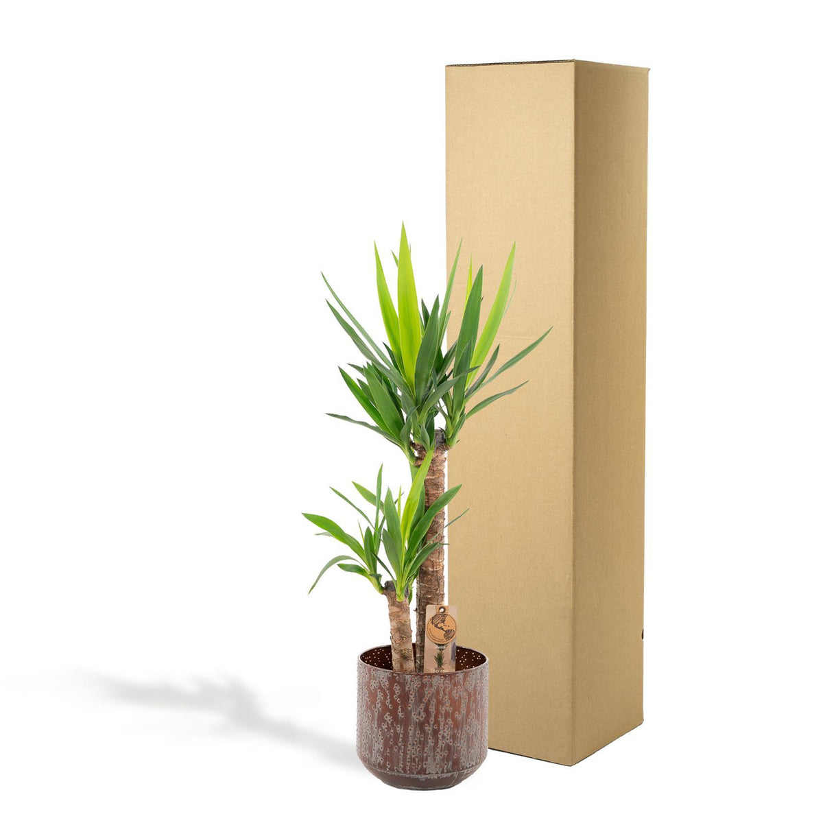 Yucca met pot - ↨100cm - Ø21cm