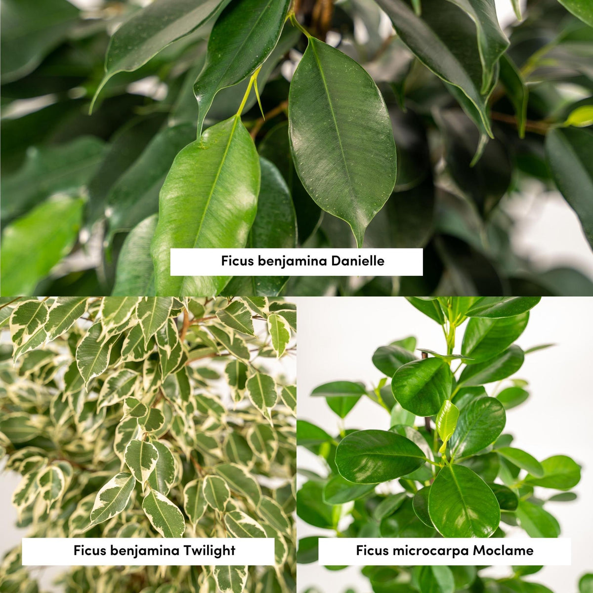 Ficus Benjamina Danielle - Ø21cm - ↕95cm + Ficus Benjamina Twilight - Ø21cm - ↕95cm + Ficus Microcarpa Moclame - Ø21cm - ↕95cm