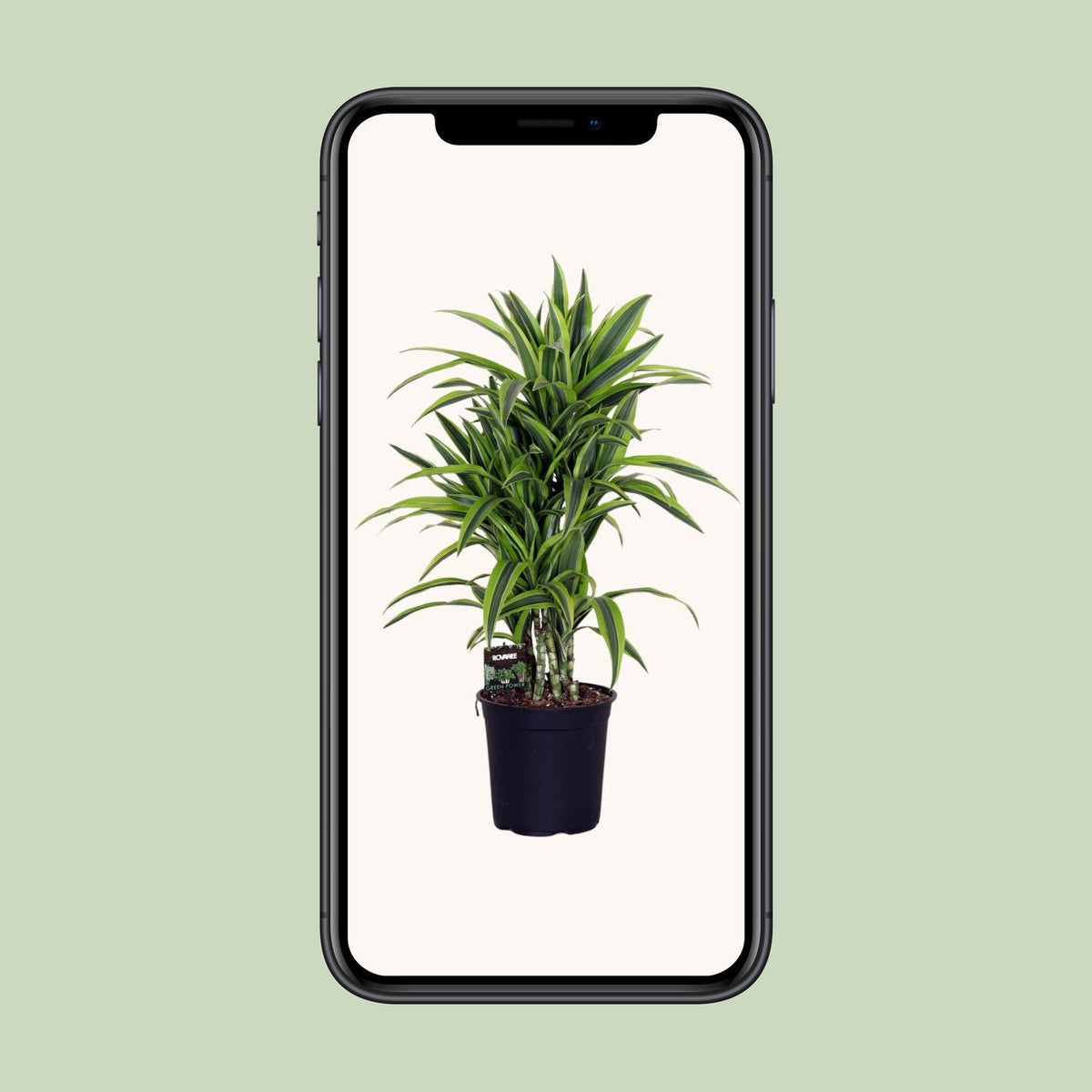 Dracaena Fragr. Lemon Lime - Ø24cm - ↕100cm